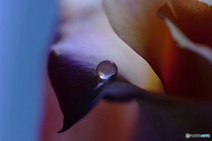 誘惑の瞳 誘惑の瞳