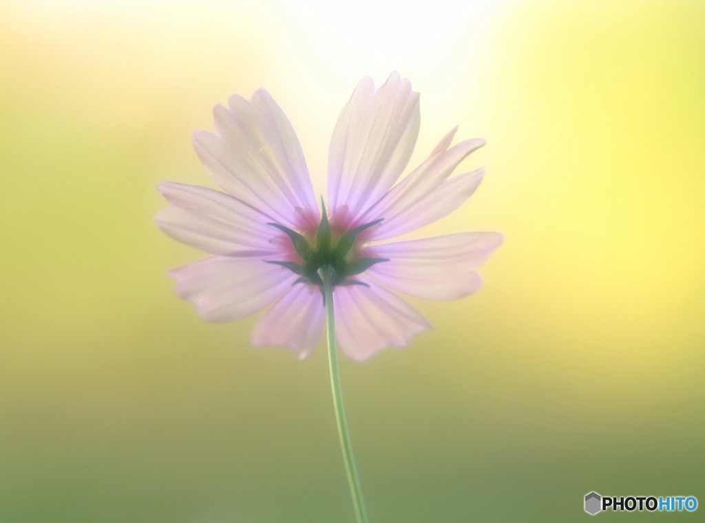 感謝の想い（Ⅱ）・華