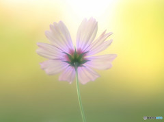 感謝の想い（Ⅱ）・華