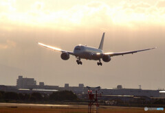 Golden wings✈HARADA