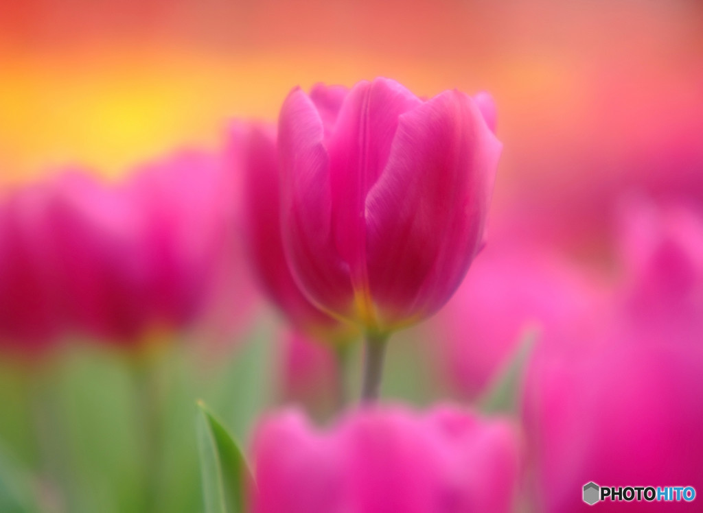 恋人はワイン色！