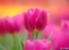 恋人はワイン色！