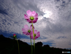 三重奏・秋桜