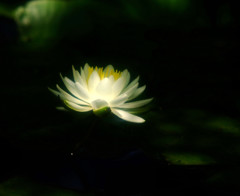 漆黒の華・蓮