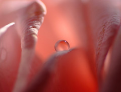 やさしい光・雫