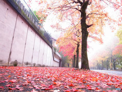 朝霧の紅葉