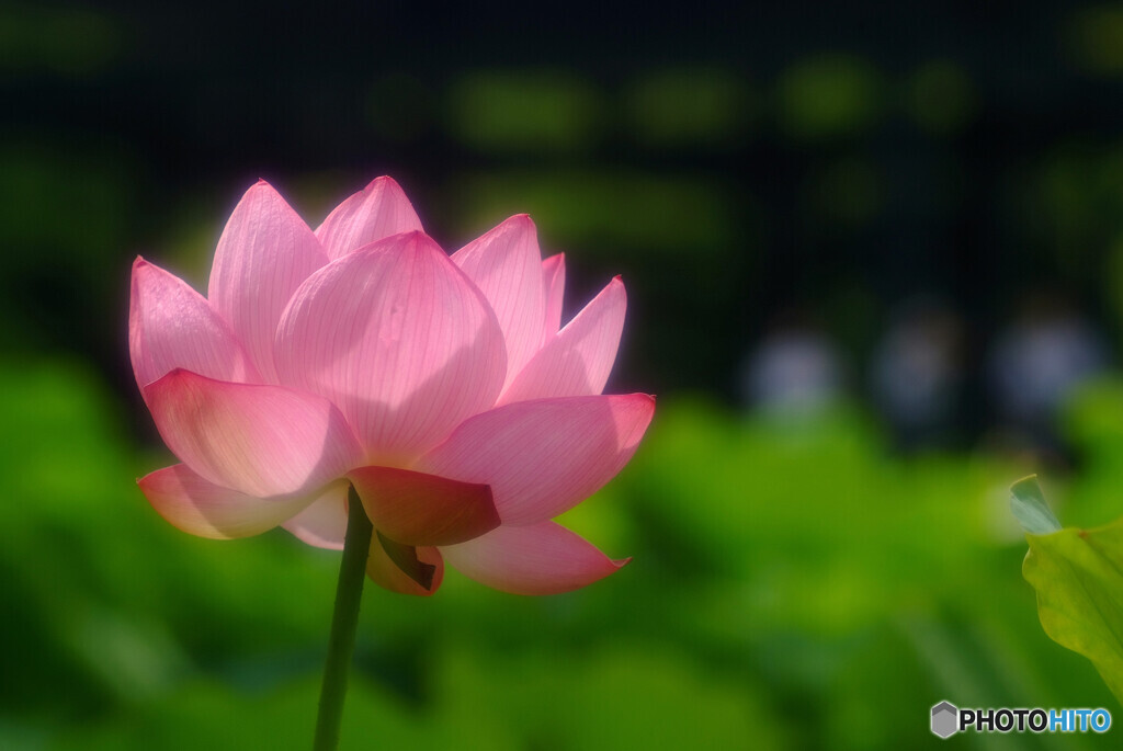 Memories of JuneⅧ✾蓮
