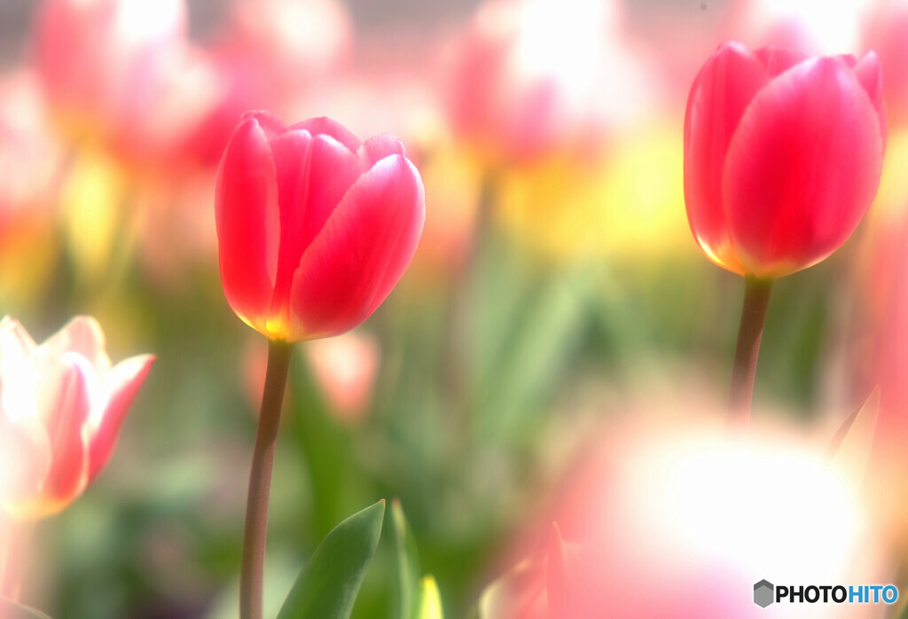 春風に誘われて❁恋