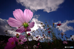 秋風の悪戯✿こすもす