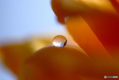 癒しの惑星・春