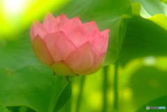 夢のつづき・蓮