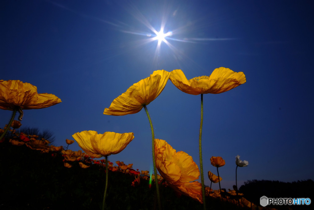 春空にDance・Dance・Dance