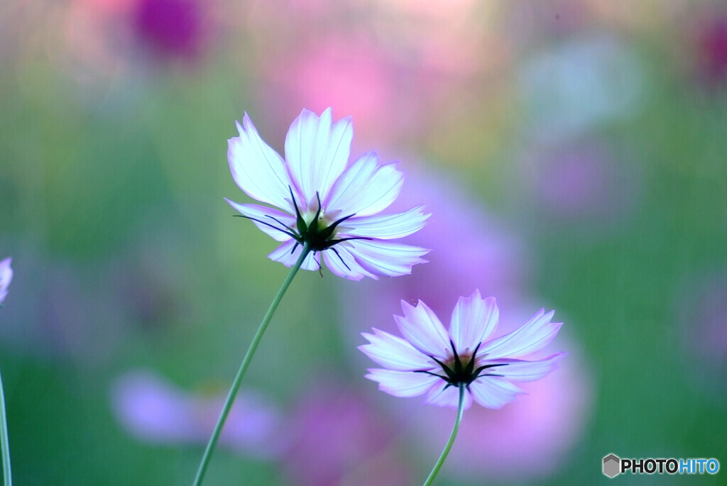 ふたりなら❁秋桜の時