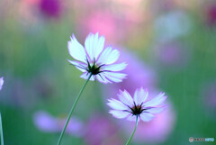 ふたりなら❁秋桜の時