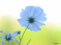 白の世界・秋桜