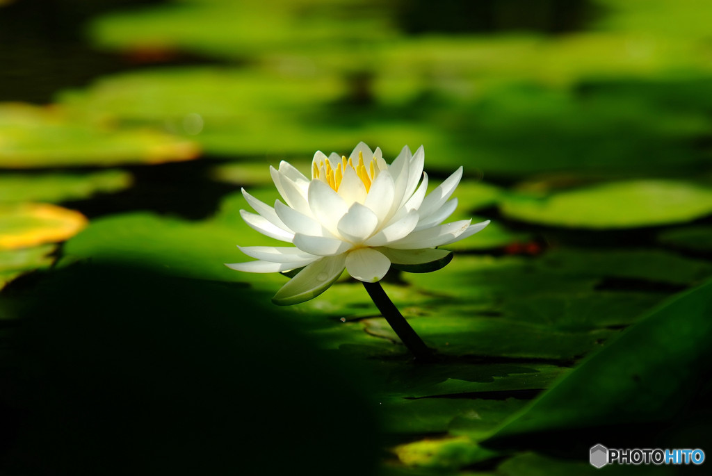 水月の灯・睡