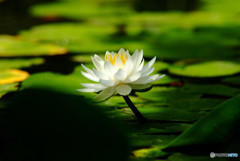水月の灯・睡