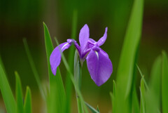 ひとり咲き✿Iris laevigata