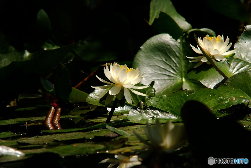 Shine・輝き君へ