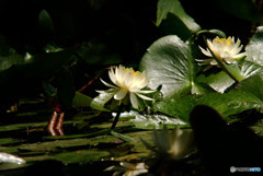 Shine・輝き君へ