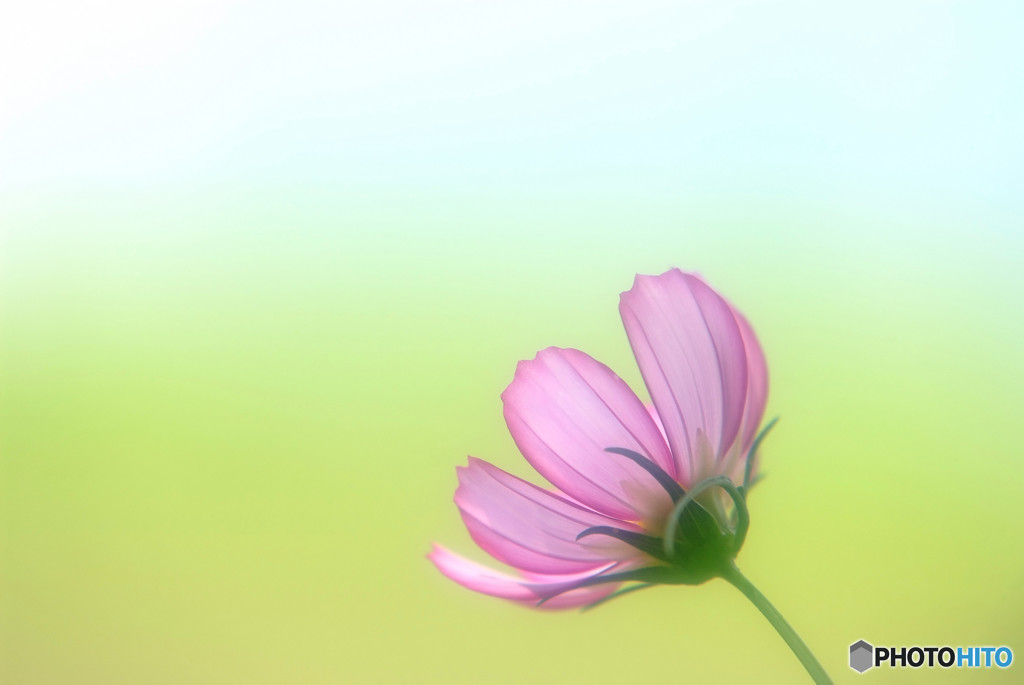 秋の予感・華