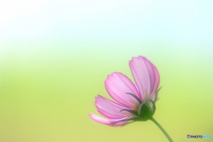 秋の予感・華