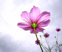 花の紋章・こすもす