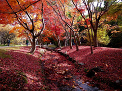 儚くも美しく✿万博2025