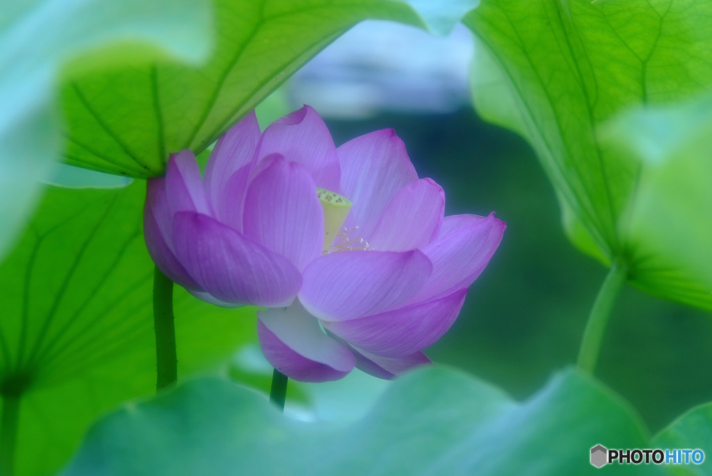 酔いしれて・蓮