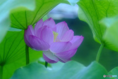 酔いしれて・蓮