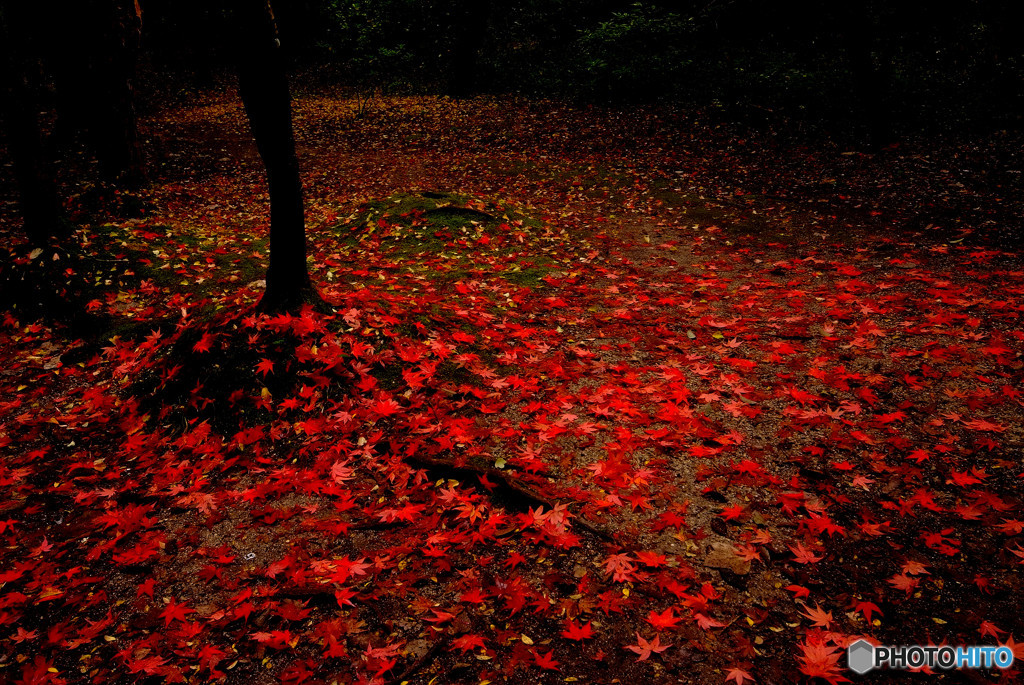 漆黒の紅葉