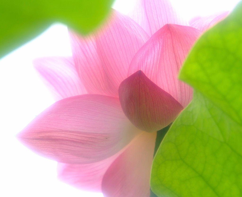 幸せの時間（Ⅴ）・蓮