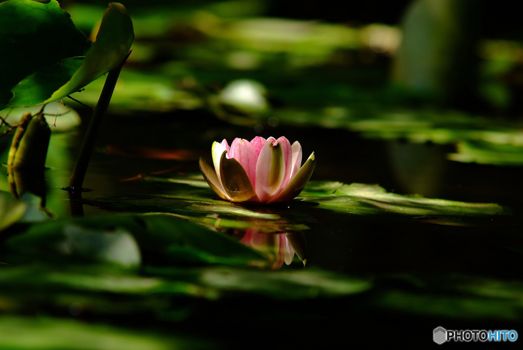立夏の華