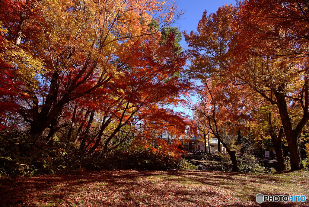 紅葉日和・晩秋2023