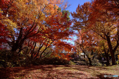 紅葉日和・晩秋2023