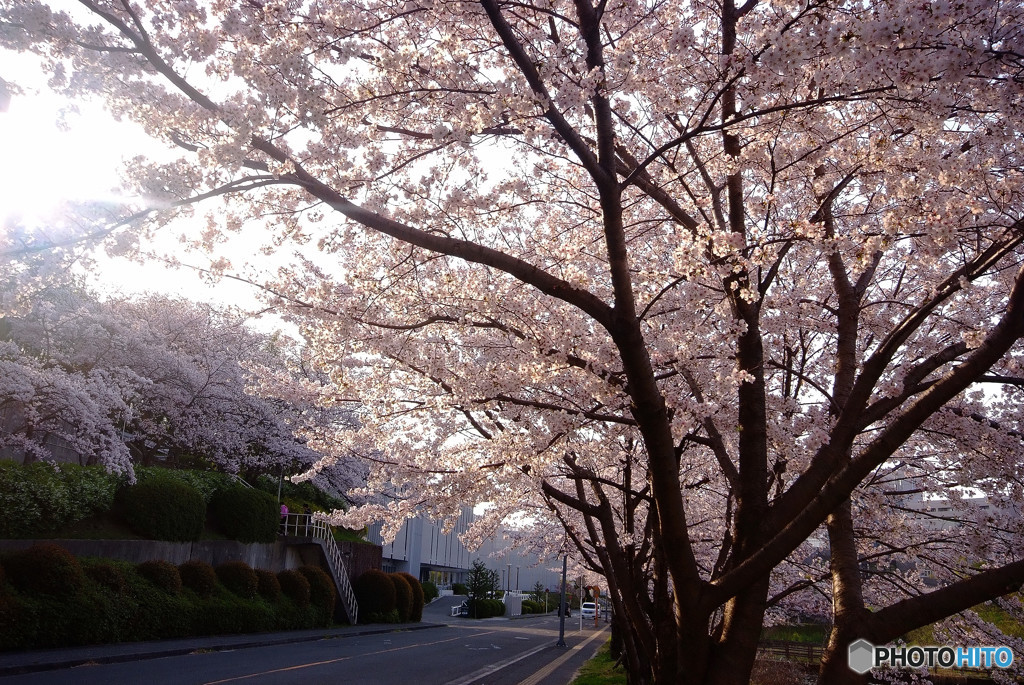 贅沢な時間・桜