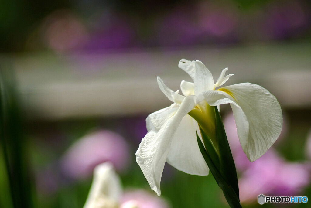 Nice memoriesⅢ✿夢のつづき