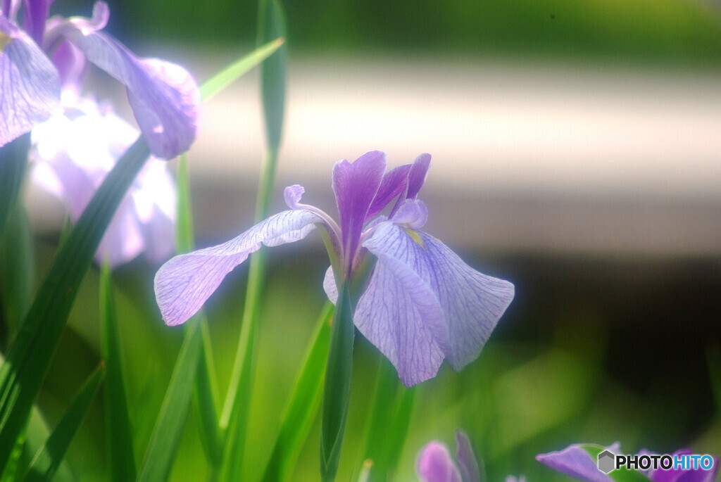 My LifeⅦ✿菖蒲物語2024