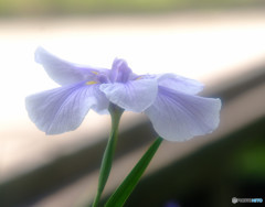 涼暮月・夢日記