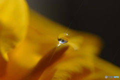 恋する惑星・Ⅳ