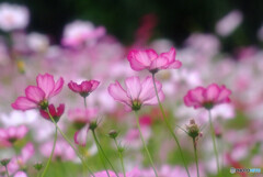 癒しの時間✿秋桜の舞
