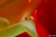 Drop of Tears
