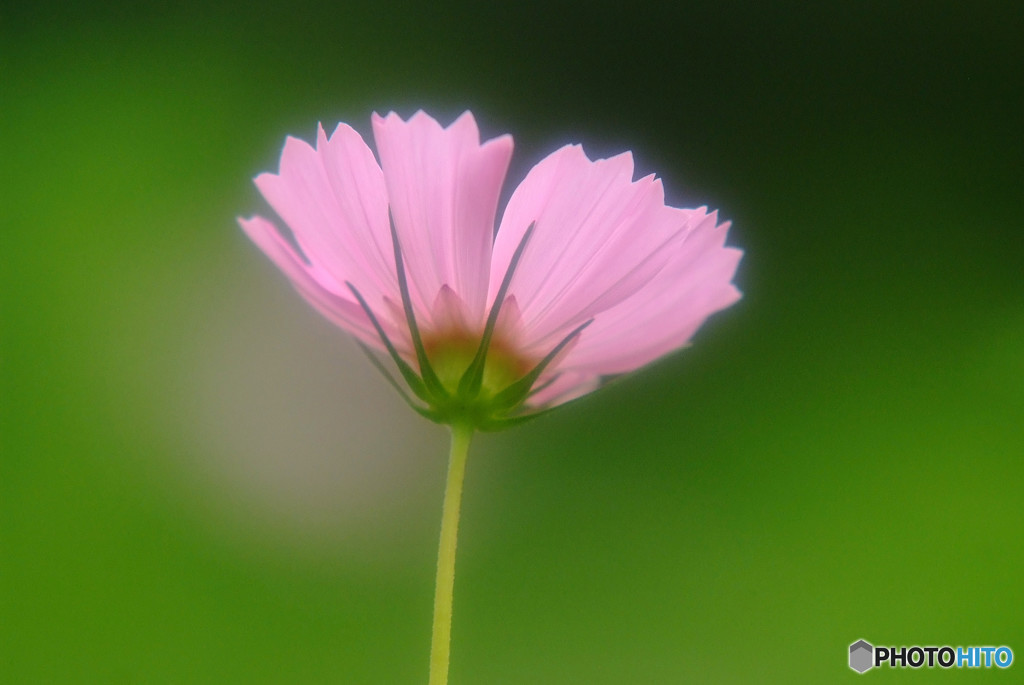 秋を感じて・華