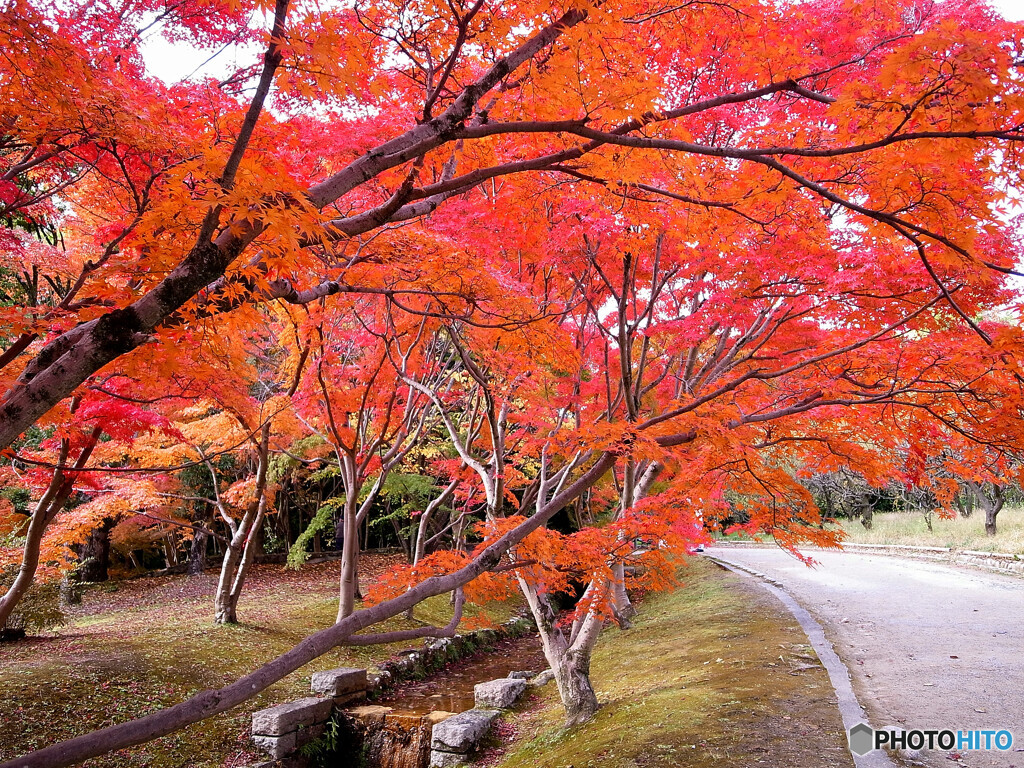 紅葉の時✿辜月の朝