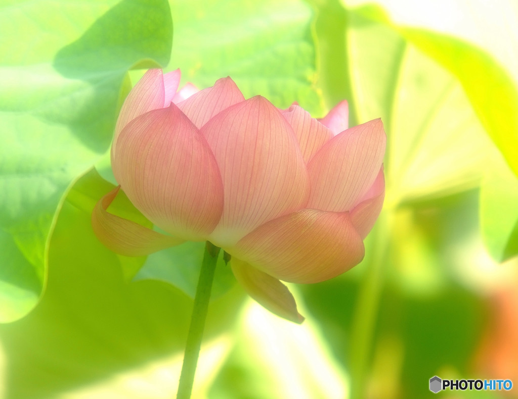 永遠に美しく・華