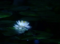 生きる・睡
