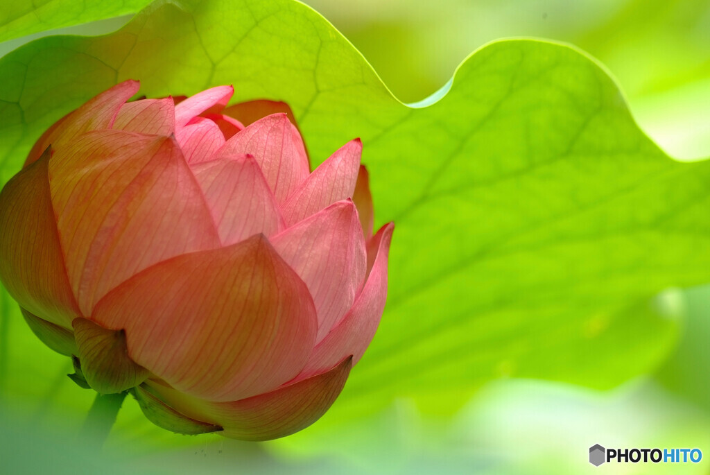 Memories of JuneⅣ✾蓮