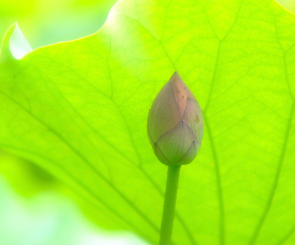 夢のはじまり・2015