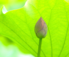 夢のはじまり・2015