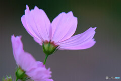 うたかたの夢❁秋桜2021
